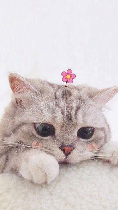 🌸ChatCat รวมพลคนซื้อ-ขายแมวสก๊อตติช&บริติช ไทยแลนด์ สตอรี่🌸