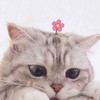🌸ChatCat รวมพลคนซื้อ-ขายแมวสก๊อตติช&บริติช ไทยแลนด์ สตอรี่🌸