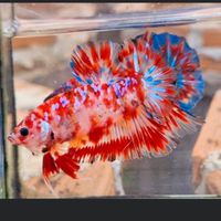 西西鬥魚