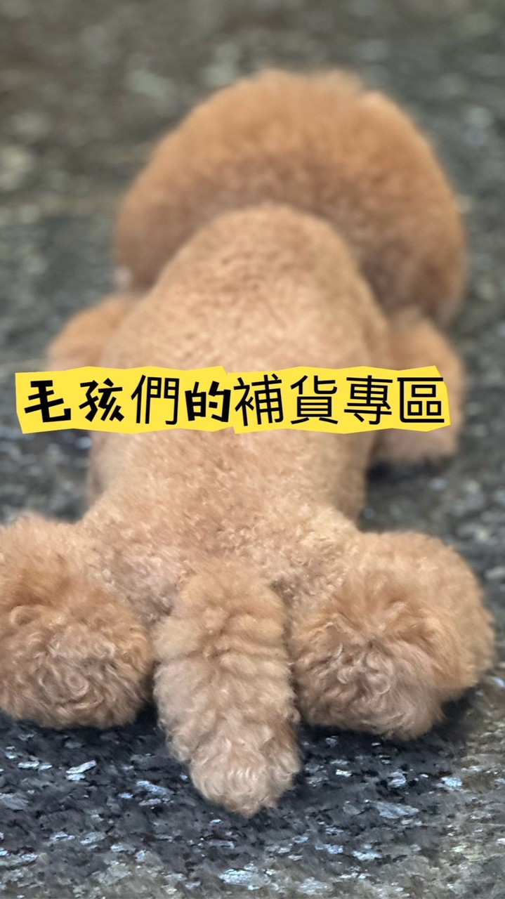 毛孩兒星樂園—貓狗補貨區（飼料、罐頭、零食）