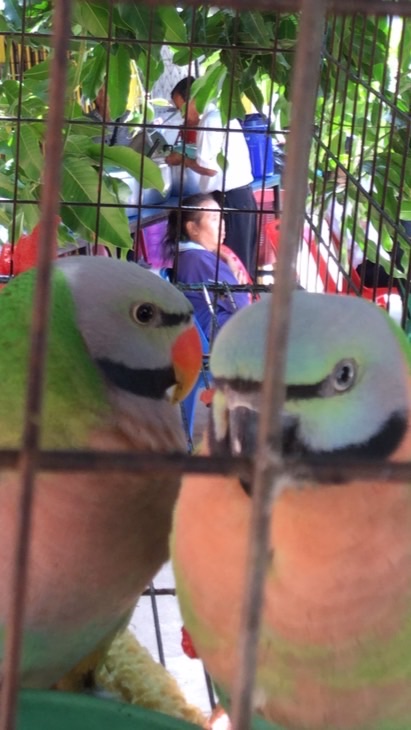ขายสัตว์