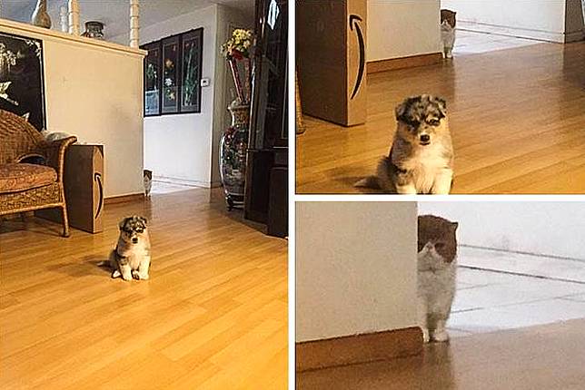 Kucing yang merasa terpinggirkan