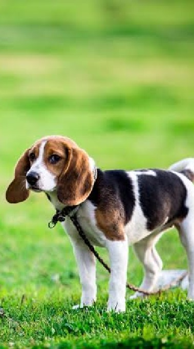 I LOVE BEAGLE