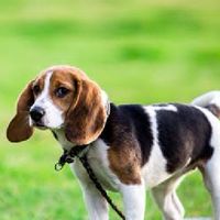 I LOVE BEAGLE