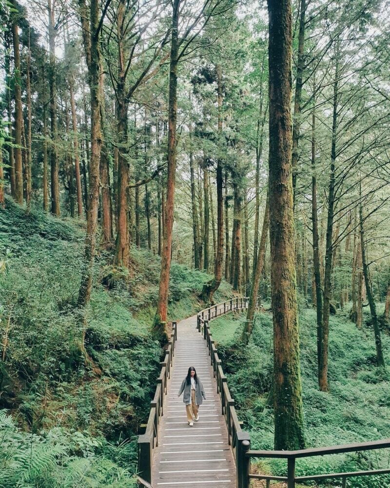 消暑勝地｜阿里山國家風景區