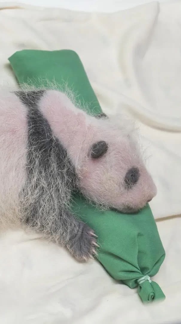 噗寶Fun遊趣🐼