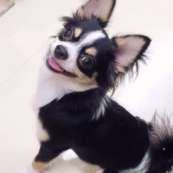 犬に生のイカは危険 万が一食べてしまったときの対処法は