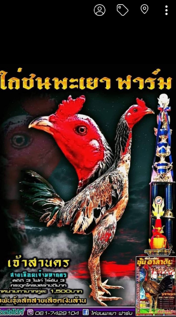 ไก่ชน พะเยา ฟาร์ม พม่าตีเชิง