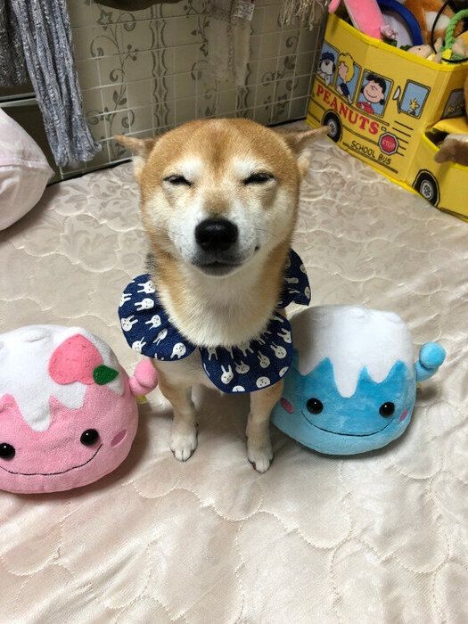 愛犬がストーブの前から離れない これって大丈夫