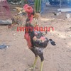 @เพชรพัฒนา ไซง่อน.100 ง่อนพัฒนา และสายทำการแสดง