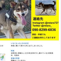 レタラ捜索ポスティング