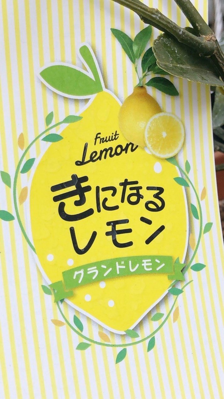 8/13レモン🍋＋🍞さんの誕生日
