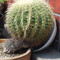 2/15（土）路上サボテンのひみつ