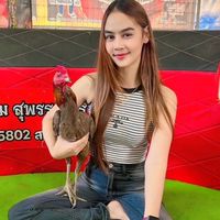 บ้านฟ้าไก่ชน ฟาร์ม 🐔