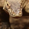 挑戰全台寵物最便宜（哺乳類、爬蟲類、兩棲類、鳥禽類、節肢類、水族）