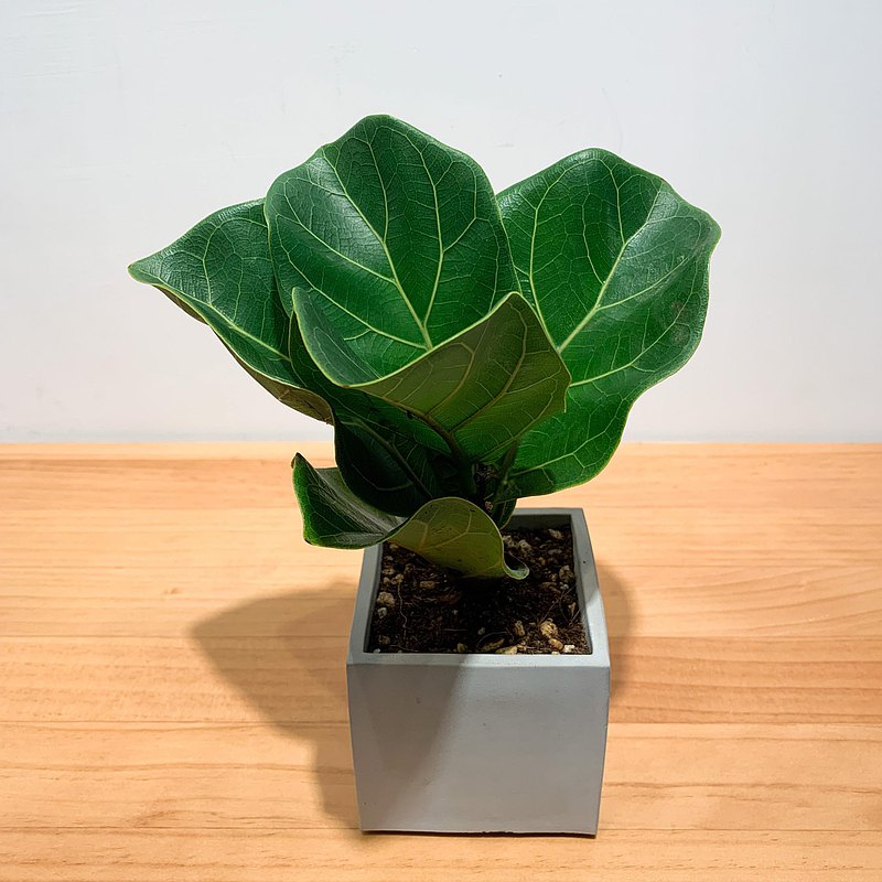 【pinkoi嚴選】琴葉榕 水泥盆栽 盆栽 淨化空氣 畢業禮物 開幕送