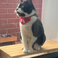 小賓士寵物