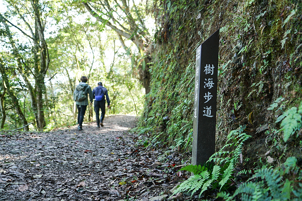 藤枝國家森林遊樂區「樹海步道」。(攝影/Cindy Lee)