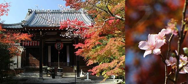 日本紅葉19 16個京都紅葉名所 紅葉天空之鏡 賞楓列車 滿地紅逼爆鏡頭 Cosmopolitan Hk Line Today