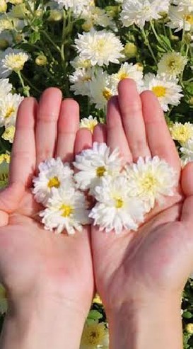 OpenChat 🌼ออมกินดอกต้าวเก๊กฮวย🌼