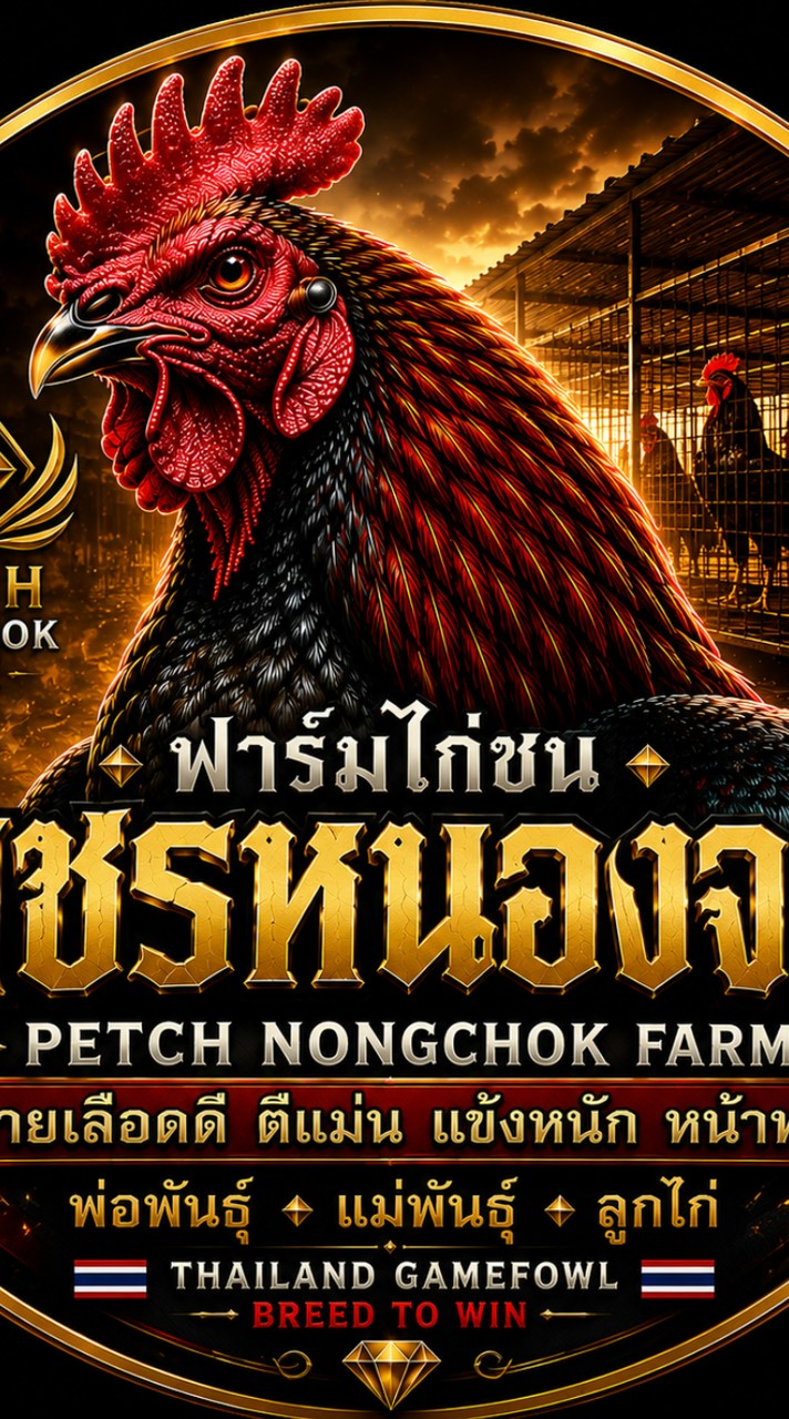 ไก่ชน เพชรหนองจอกฟาร์ม