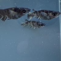正鈴めだかの会
