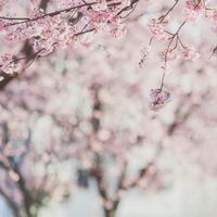 33日本旅遊美食交流社群