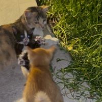 Knightsbridge kittens