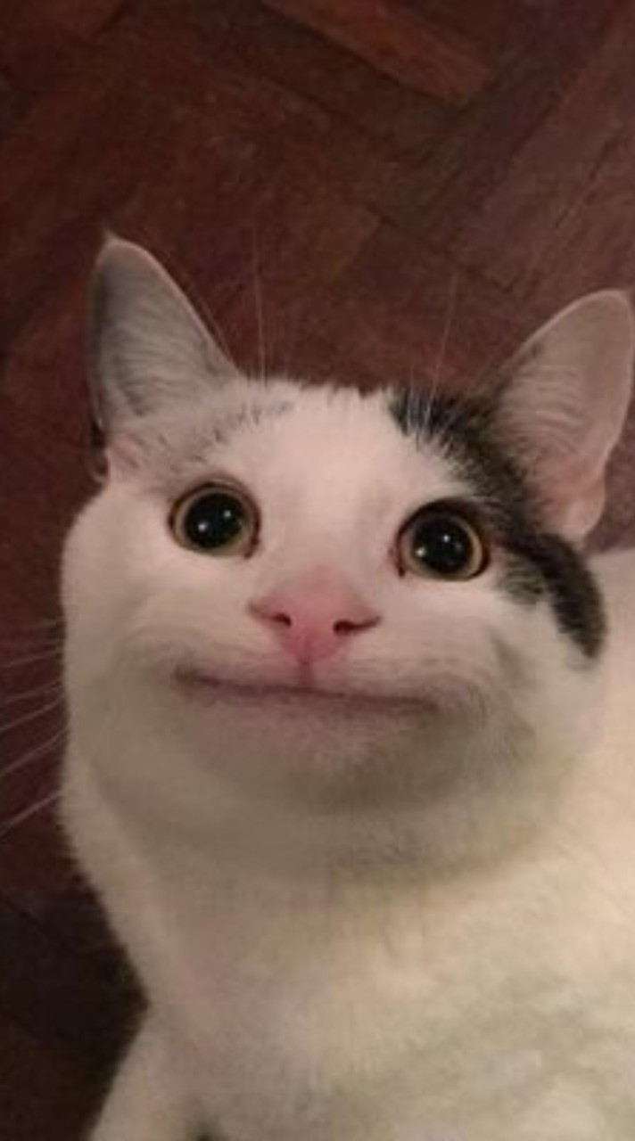 ブルーガ＆猫Meme好きな人集合