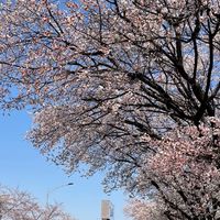 [laurel]6月中連線地點待定