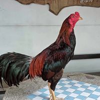ป๋อง🐓 ซิกเนเจอร์ พม่าแข้งหน้า🐓ธรรมชาติ