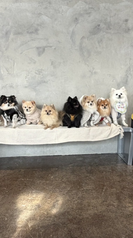 5/9  犬好きたちによるモフモフオフ会🐶🐶🐶