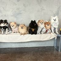 5/9  犬好きたちによるモフモフオフ会🐶🐶🐶