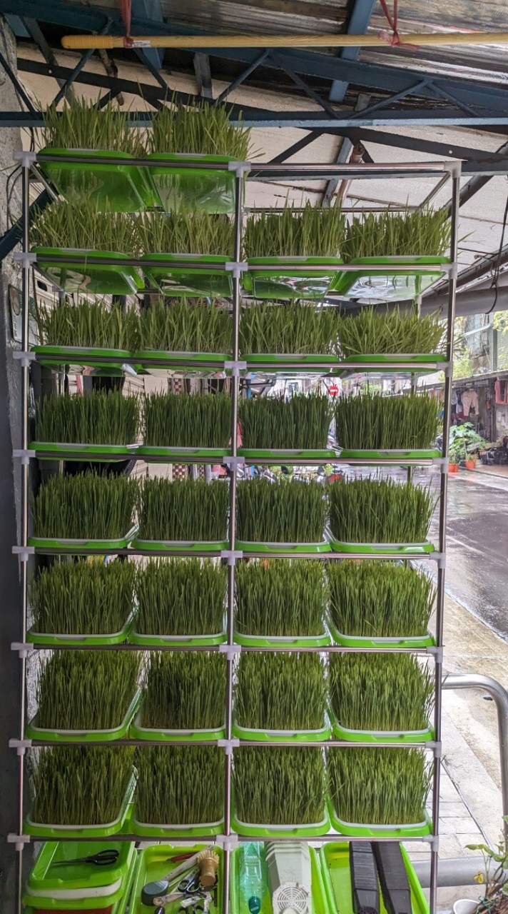 礦石養生:接地氣探索健康之寶