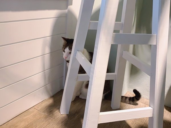 「花蓮旅遊」花蓮租車三天二夜輕旅行自駕遊，盛夏消暑追鯨趣-花蓮永宬租車，老時光燒肉酒肴，欣欣麵館不是麵店，小花公寓民宿與窩WOW青年旅館直擊分享