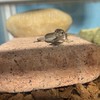 カナヘビのことかたろう