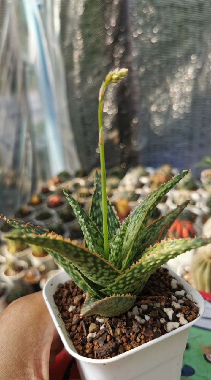 I see you Cactus