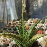 I see you Cactus