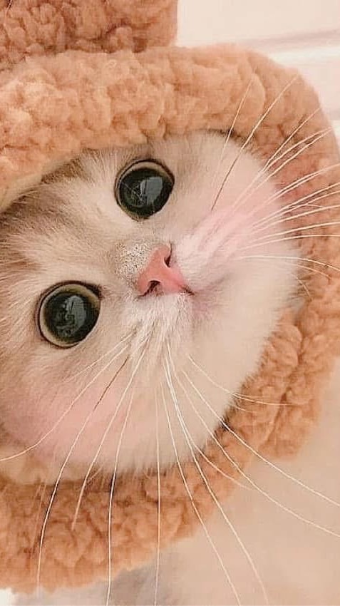 กลุ่มสำหรับส่งคลิปชาวแก็ง🐰
