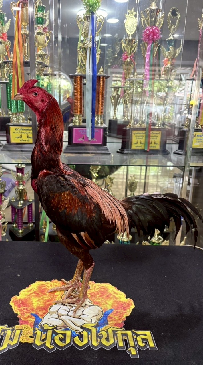 โชคนำชัยสายเลือดไกรทอง