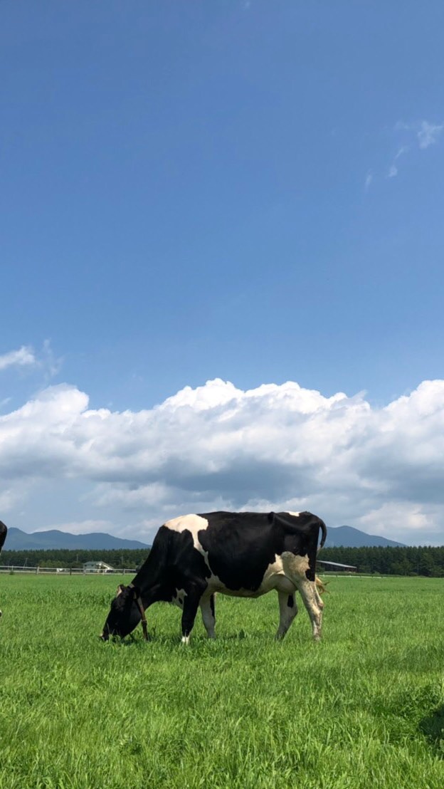 全国の牛飼い