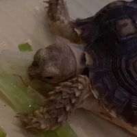 烏龜疑難雜症交流區