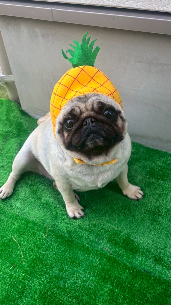 夢幻配信告知用