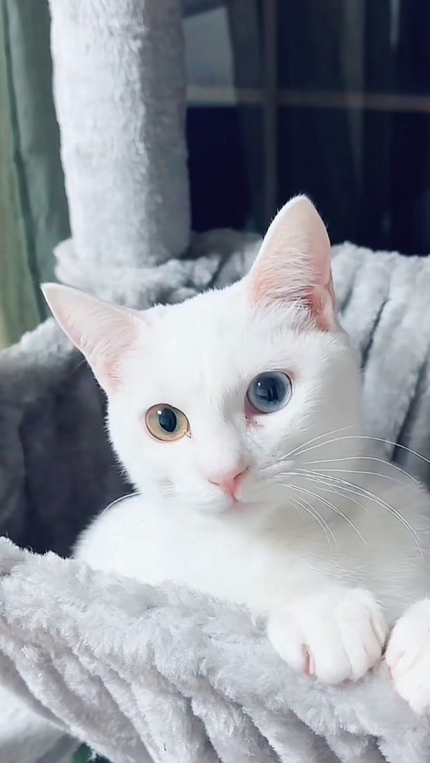 ミキネコ保育園🐈