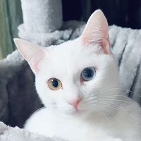 ミキネコ保育園🐈
