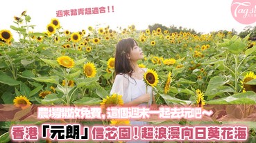 香港竟然也有向日葵花海？超美太陽花就在「元朗」信芯園，一起來場踏青一日遊吧！