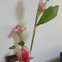香草飲食自然療法