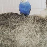 目指せ！愛玩動物飼養管理士🐶🐱🐢🐇🐦