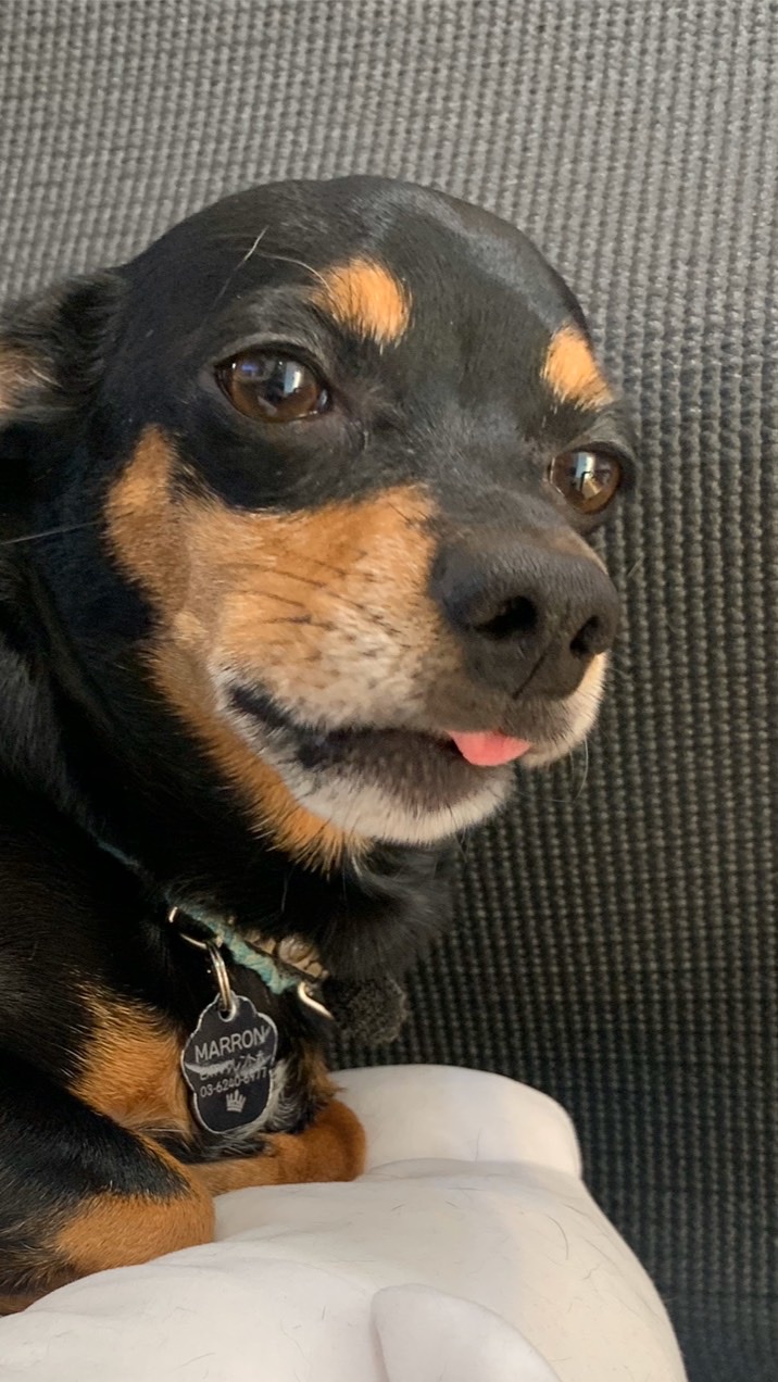 犬カフェ企画室🐶㊙️ｵﾌﾟﾁｬ