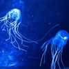 歌い手グループメンバー、裏方募集中！